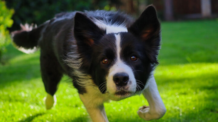 43 Border Collie Mixes: Remarkable “Canine Einsteins”
