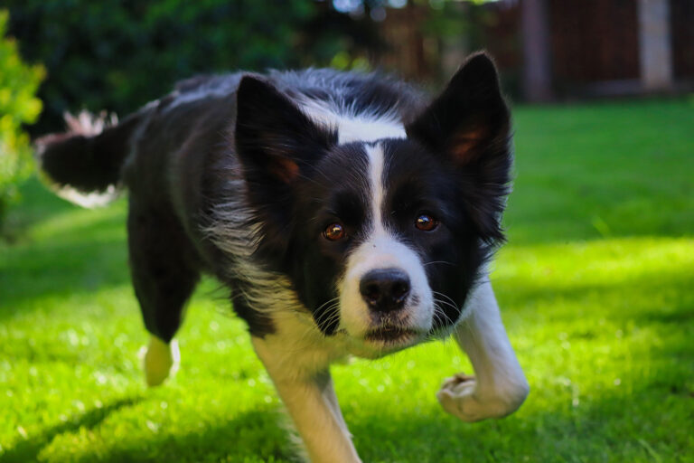border collie running