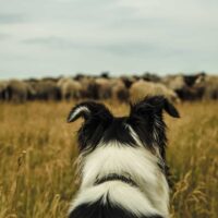 dog herding cattle