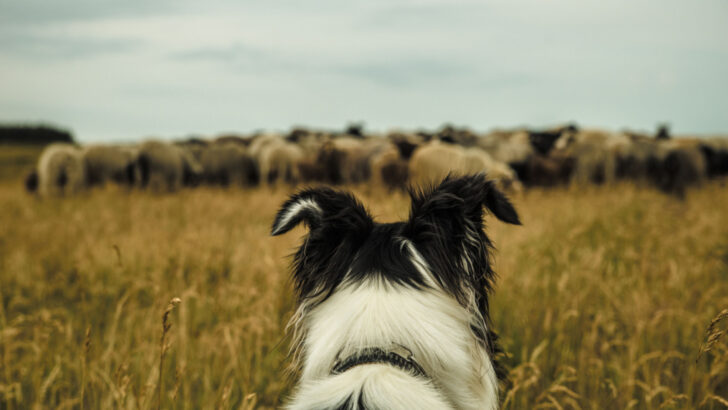 43 Cattle Dog Breeds To Round Up, Drove And Protect