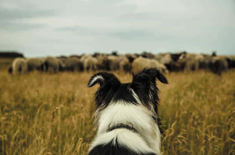 dog herding cattle