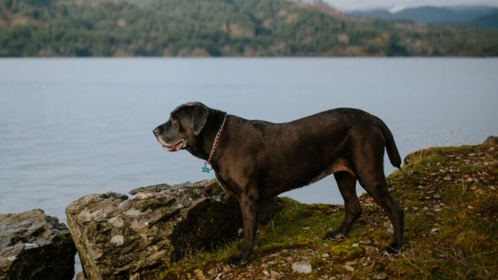 44 Amazing Mastiff Mixes: A Big Collection Of Giant Dogs