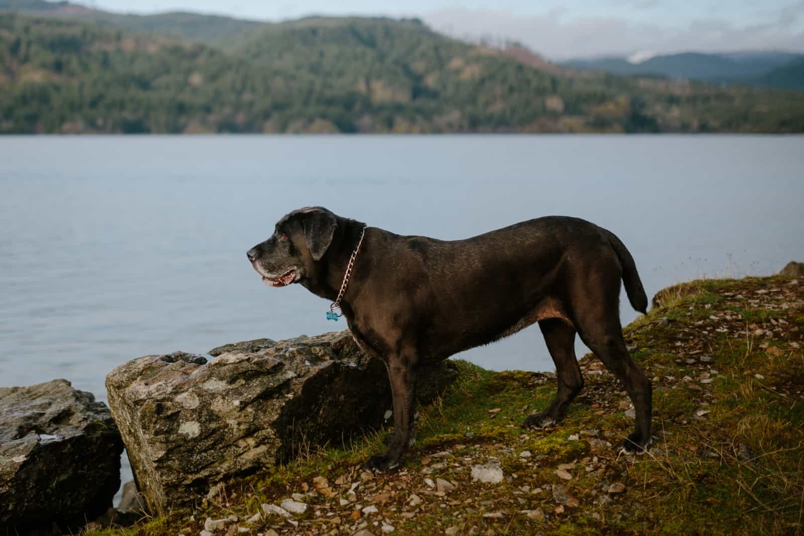 Mastador
