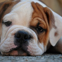 english bulldog lying on the carpet