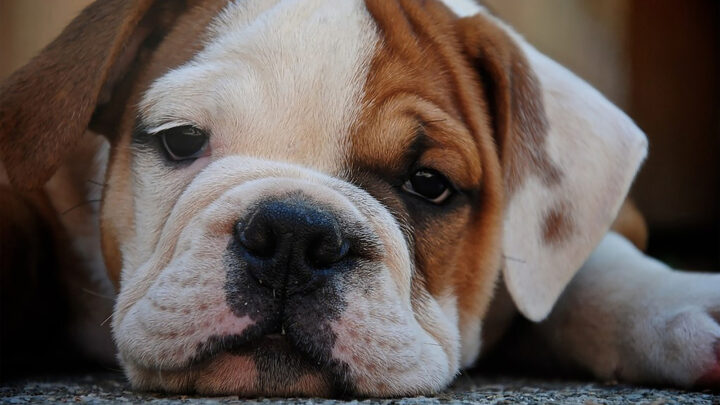44 Perfect English Bulldog Mixes That You Will Simply Adore