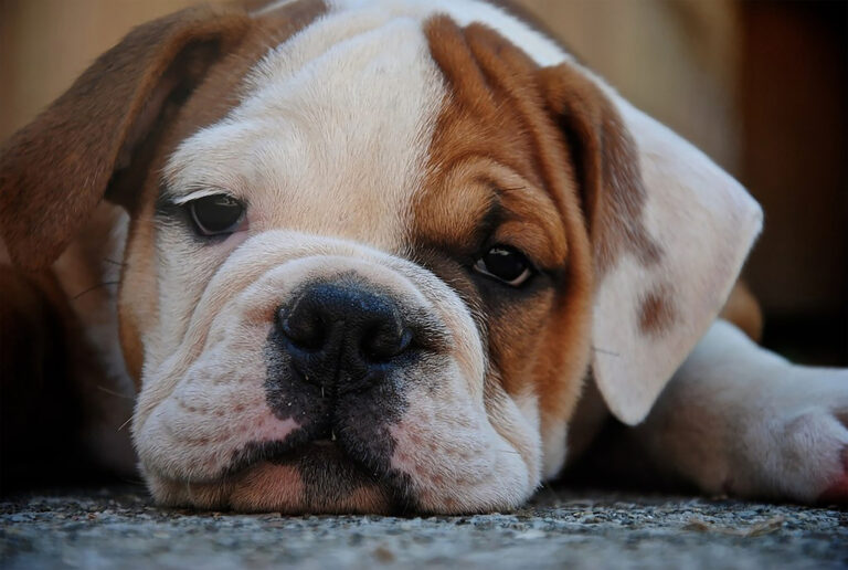 english bulldog lying on the carpet