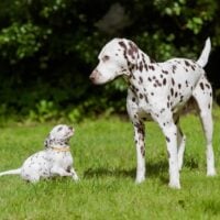 dalmatian dog and puppy