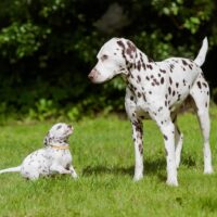 dalmatian dog and puppy