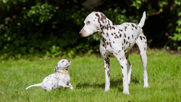 5 Dalmatian Breeders In Ontario: Spot The Best Breeders