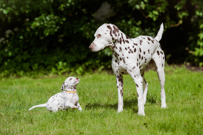 dalmatian dog and puppy