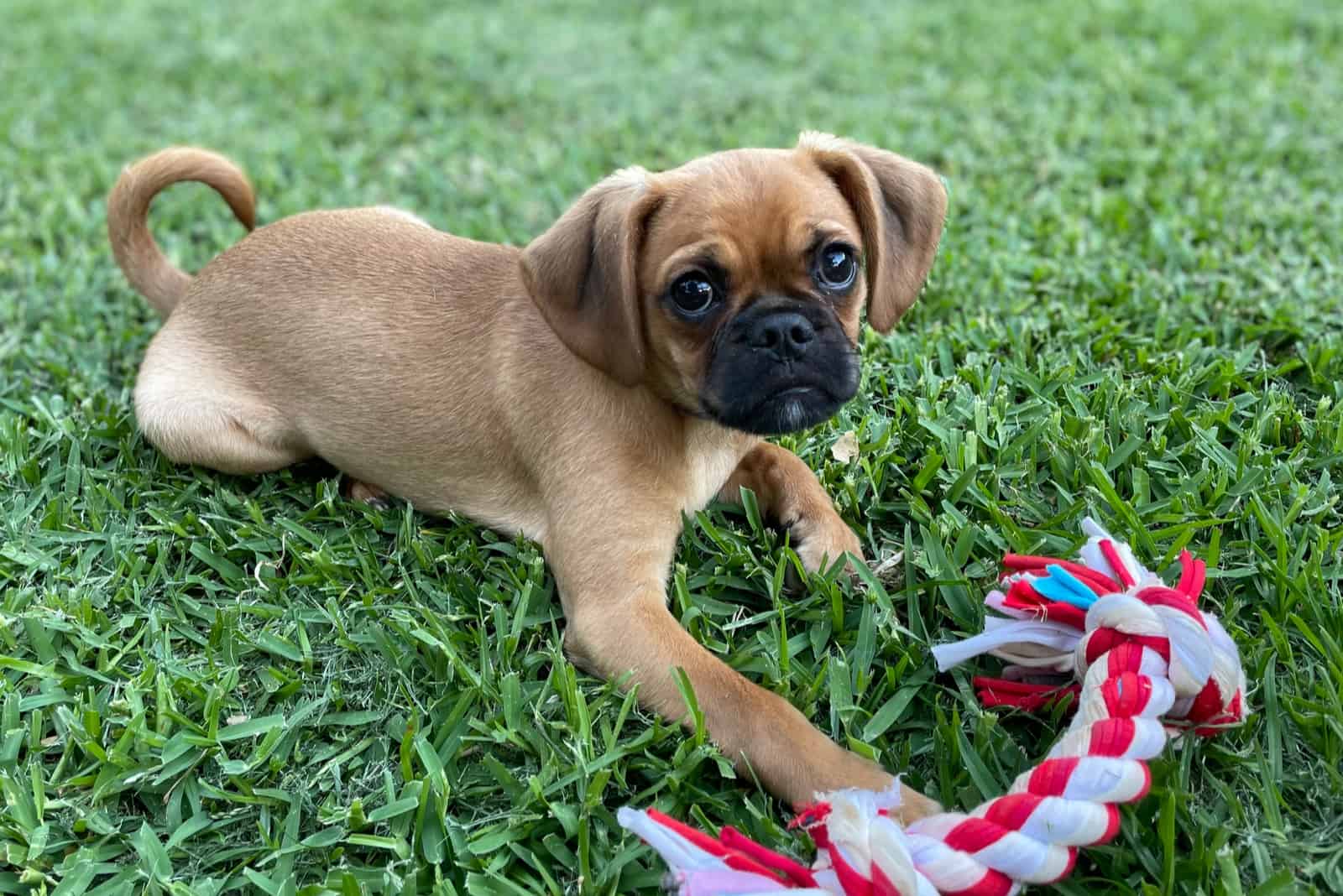 Puppy pugalier playing with dog toy in the backyard on green grass