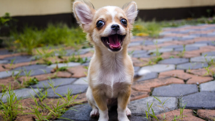 52 Smallest Dog Breeds With Huge Personalities!