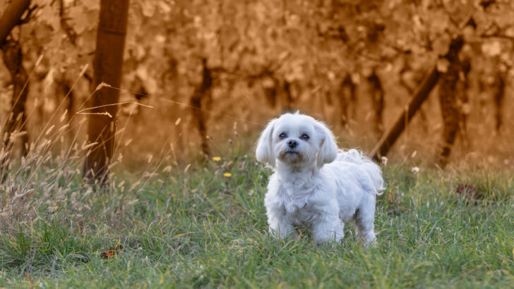 52 White Dog Breeds — Meet The Magical & Pure Floofs