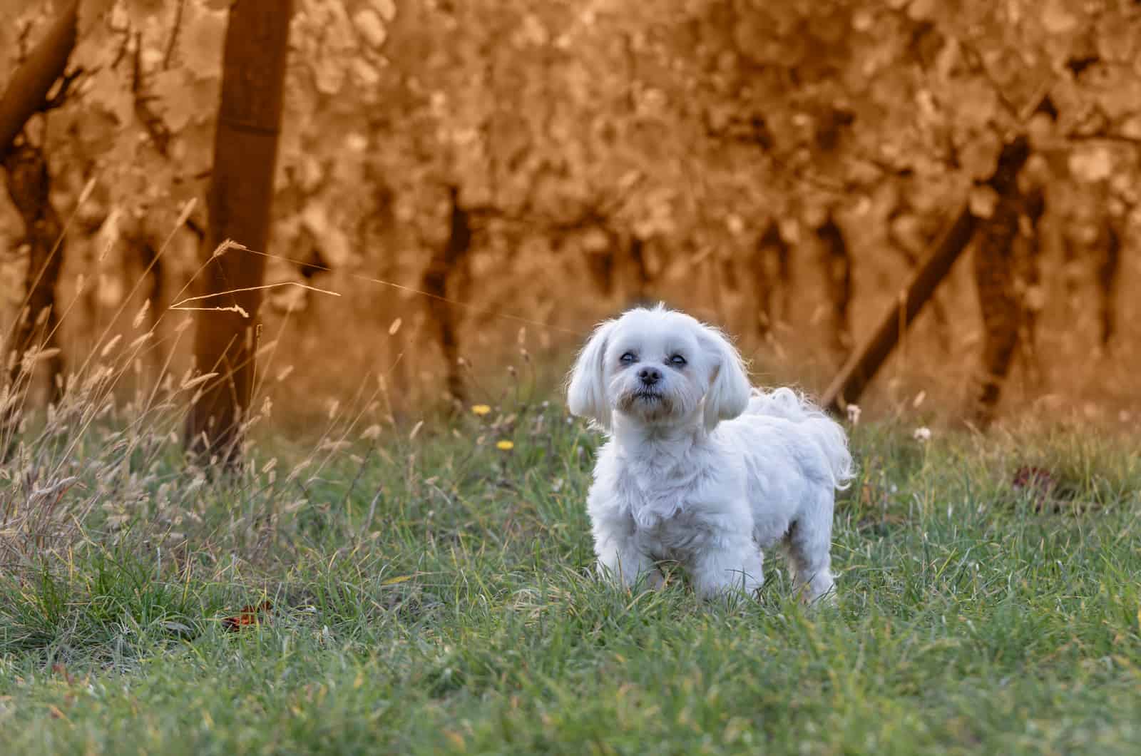 cute maltese standing in the wood