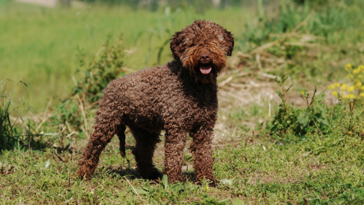 6 Lagotto Romagnolo Colors And Color Combinations All In One Place
