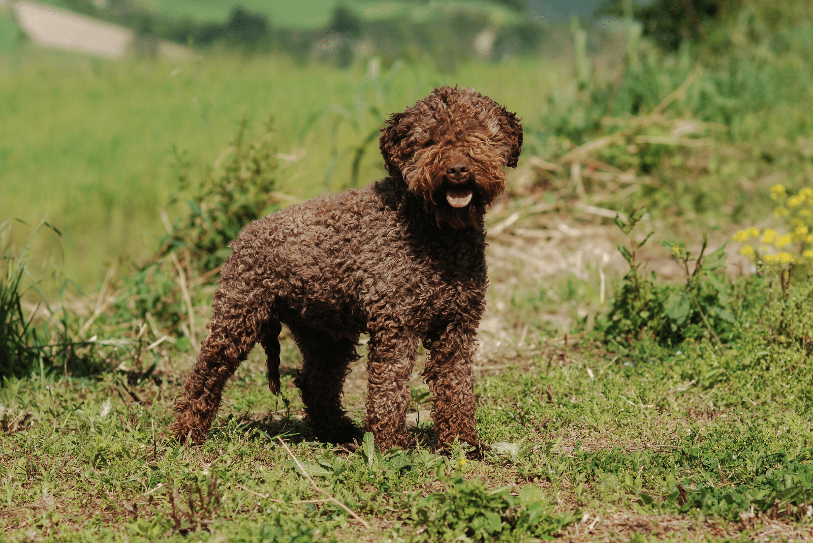 Lagotto Romagnolo stands in a meadow