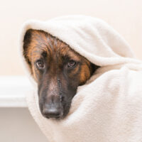 belgian malinois wrapped into towel after bath