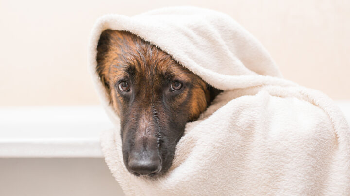 The 6 Safest And Best Shampoos For Belgian Malinois Pups