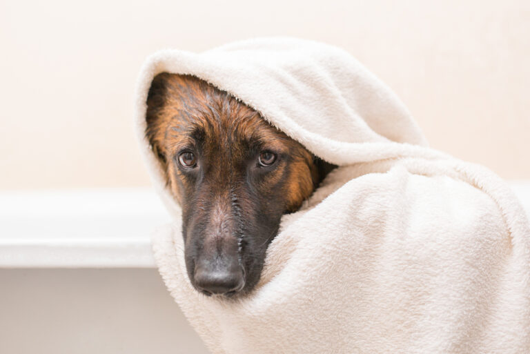 belgian malinois wrapped into towel after bath