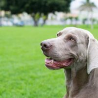 Weimaraner on the green lawn