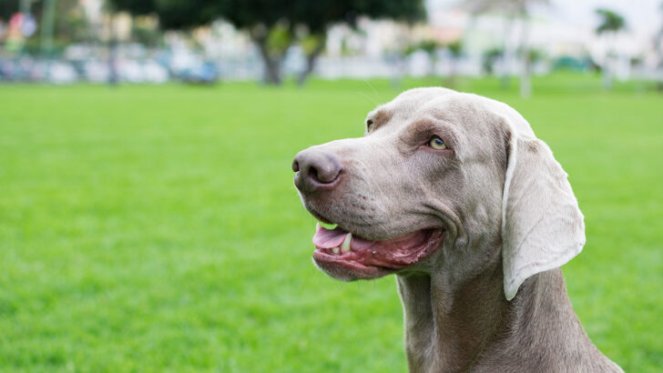 6 Weimaraner Breeders In Ontario That You Need To Know About