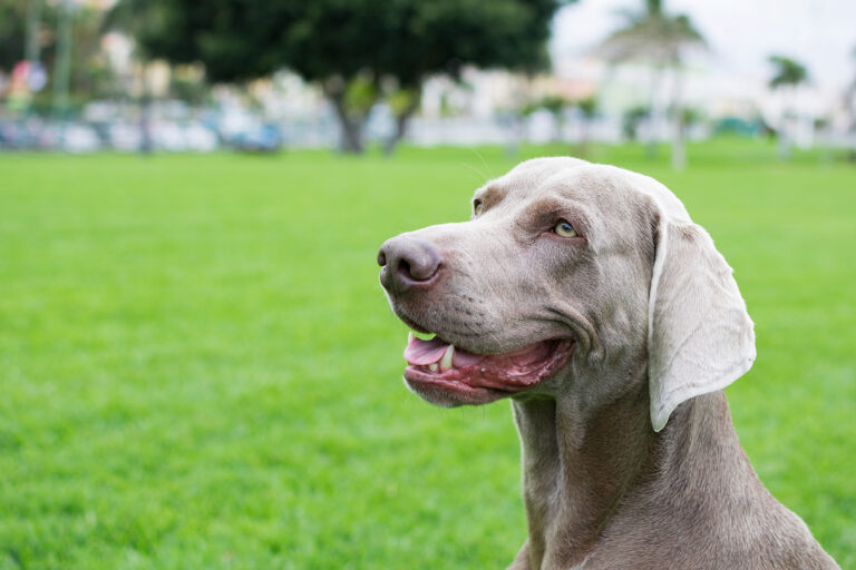 Weimaraner on the green lawn