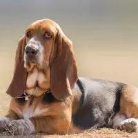 portrait of a basset hound