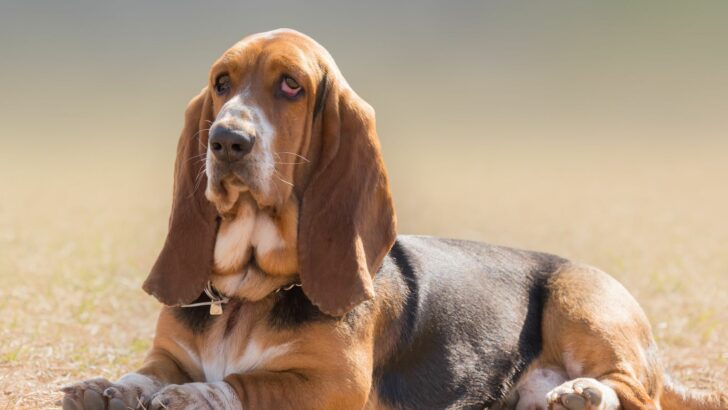 7 Best Brushes For Basset Hounds On The Market