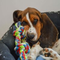 basset hound laying with toy