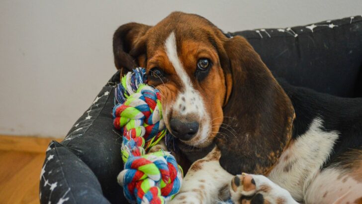 7 Best Toys For Basset Hounds: Fun Picks For Active Dogs