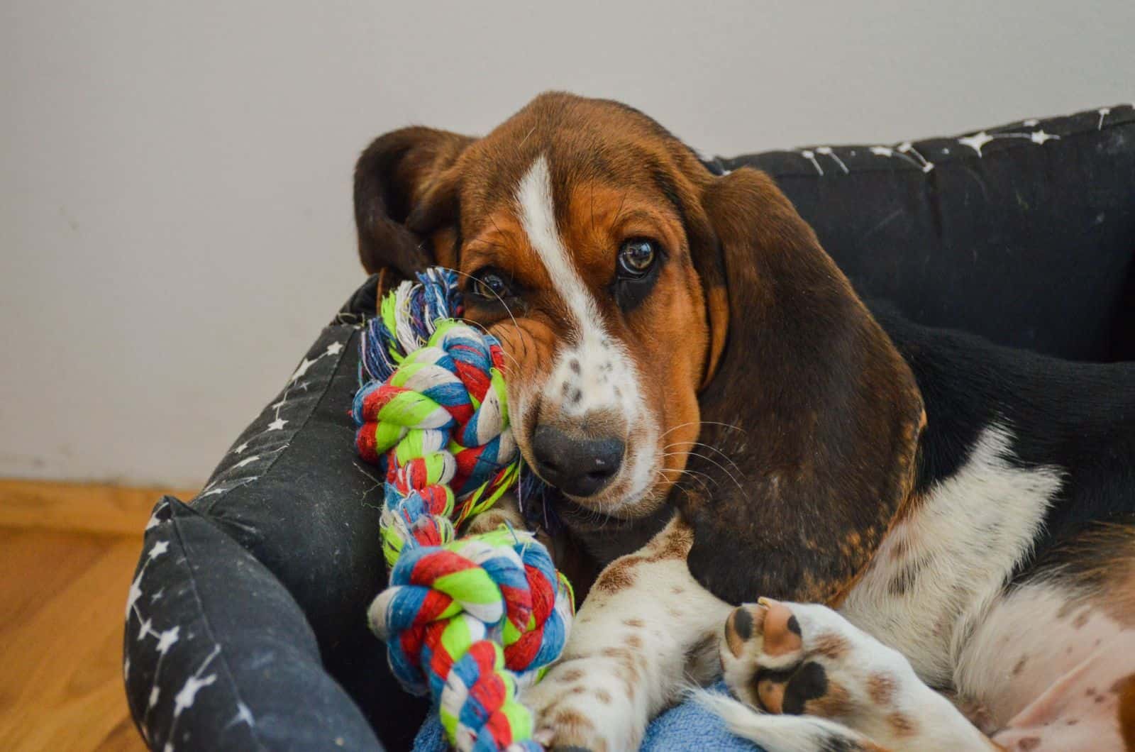 basset hound laying with toy