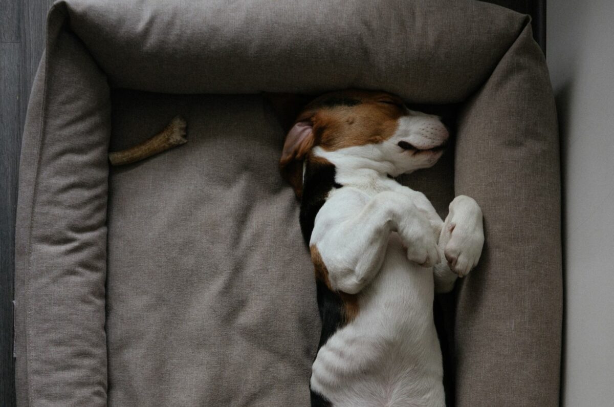 8 Best Dog Beds For Basset Hounds Sleeping Like A