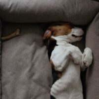 Basset Hound sleeping in bed