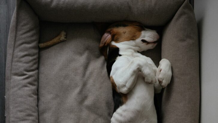 8 Best Dog Beds For Basset Hounds: Sleeping Like A Baby