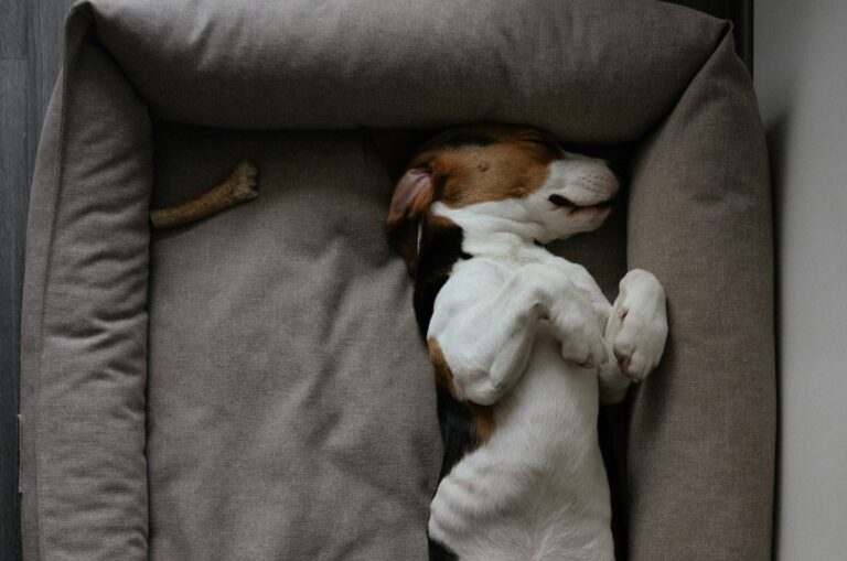 Basset Hound sleeping in bed