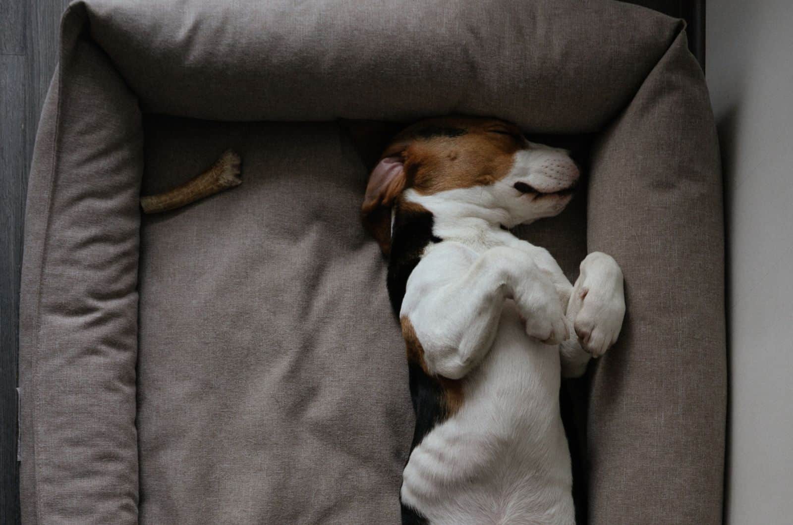 8 Best Dog Beds For Basset Hounds: Sleeping Like A Baby