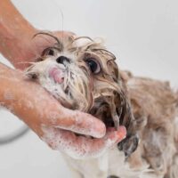 shih tzu having a bath