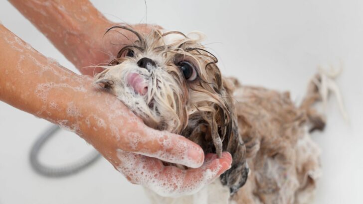 8 Best Shampoos For Shih Tzu Dogs And A Buyer’s Guide