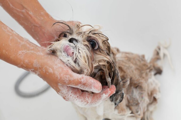 shih tzu having a bath