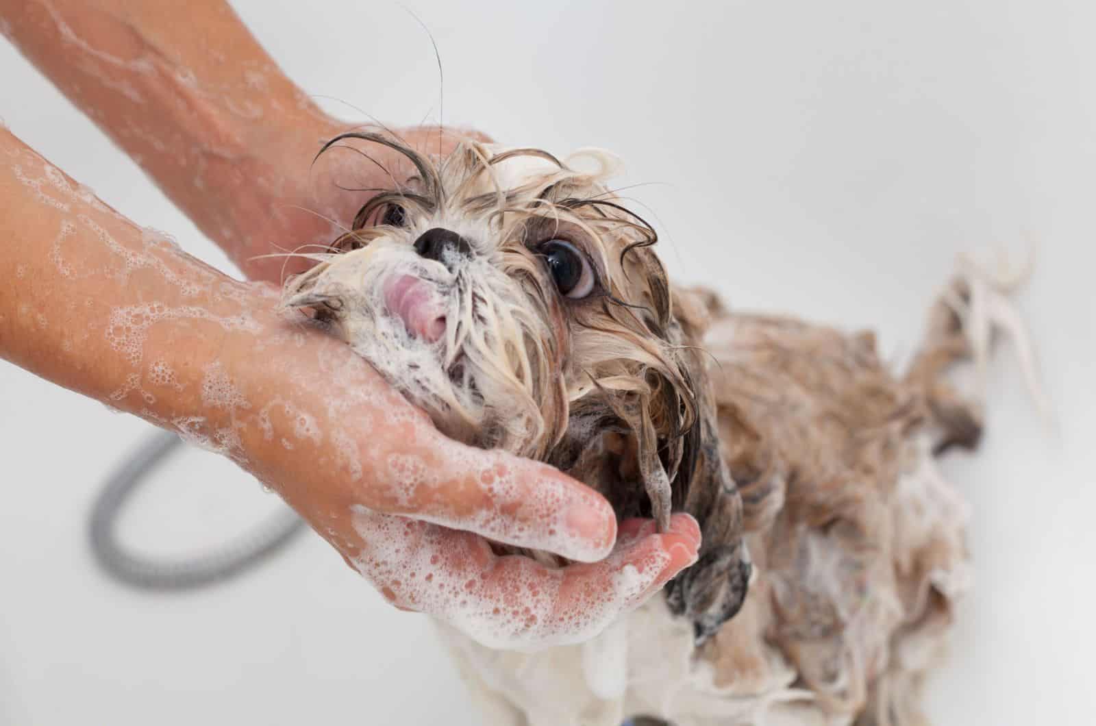 8 Best Shampoos For Shih Tzu Dogs And A Buyer’s Guide