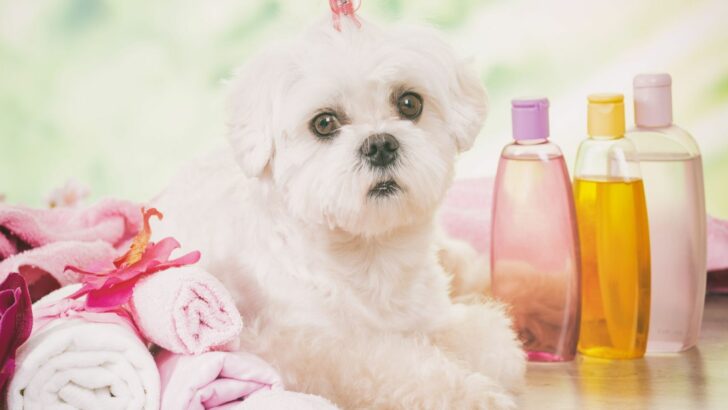 8 Safest And Best Dog Shampoos For Maltese