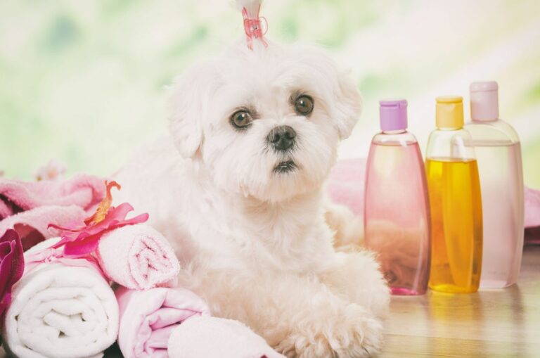 maltese at spa resting after grooming