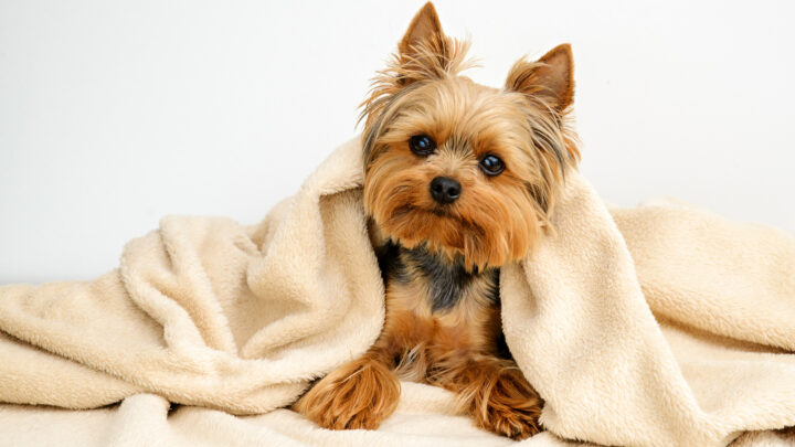 8 Yorkie Colors: Let’s Meet These Puppy Fashionistas