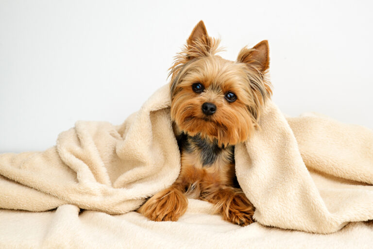 yorkie under a blanket
