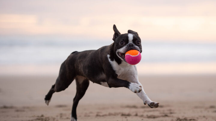 9 Boston Terrier Colors That You Will Adore (With Pictures)