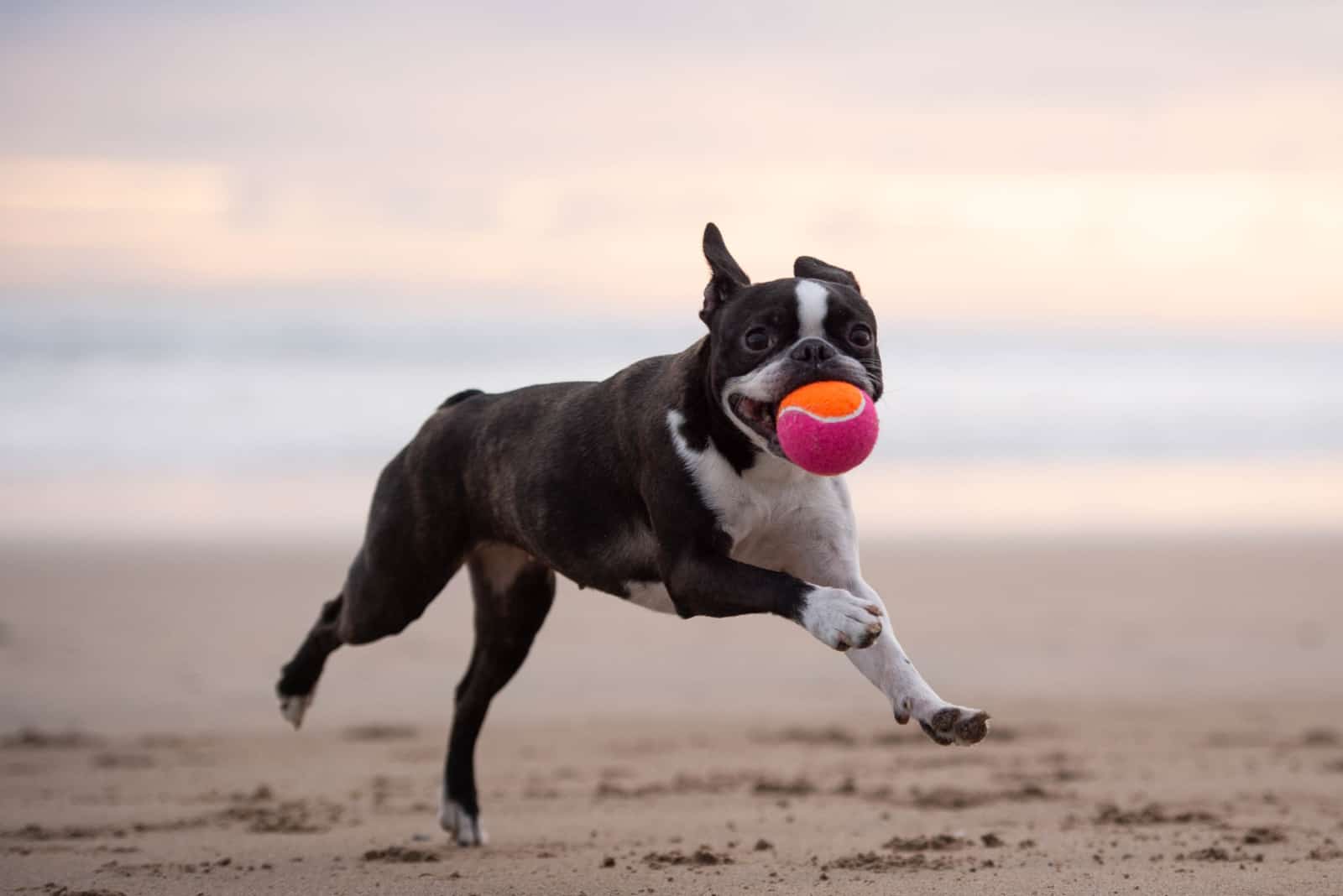 boston terrier holding a ball in mouth
