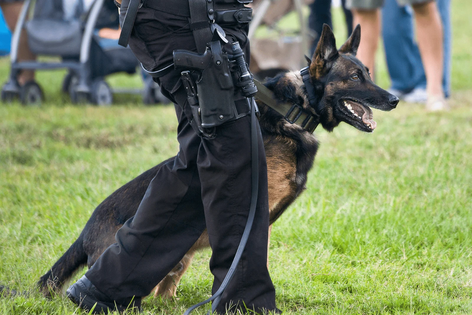 A Belgian Malinois is held by a police officer in training