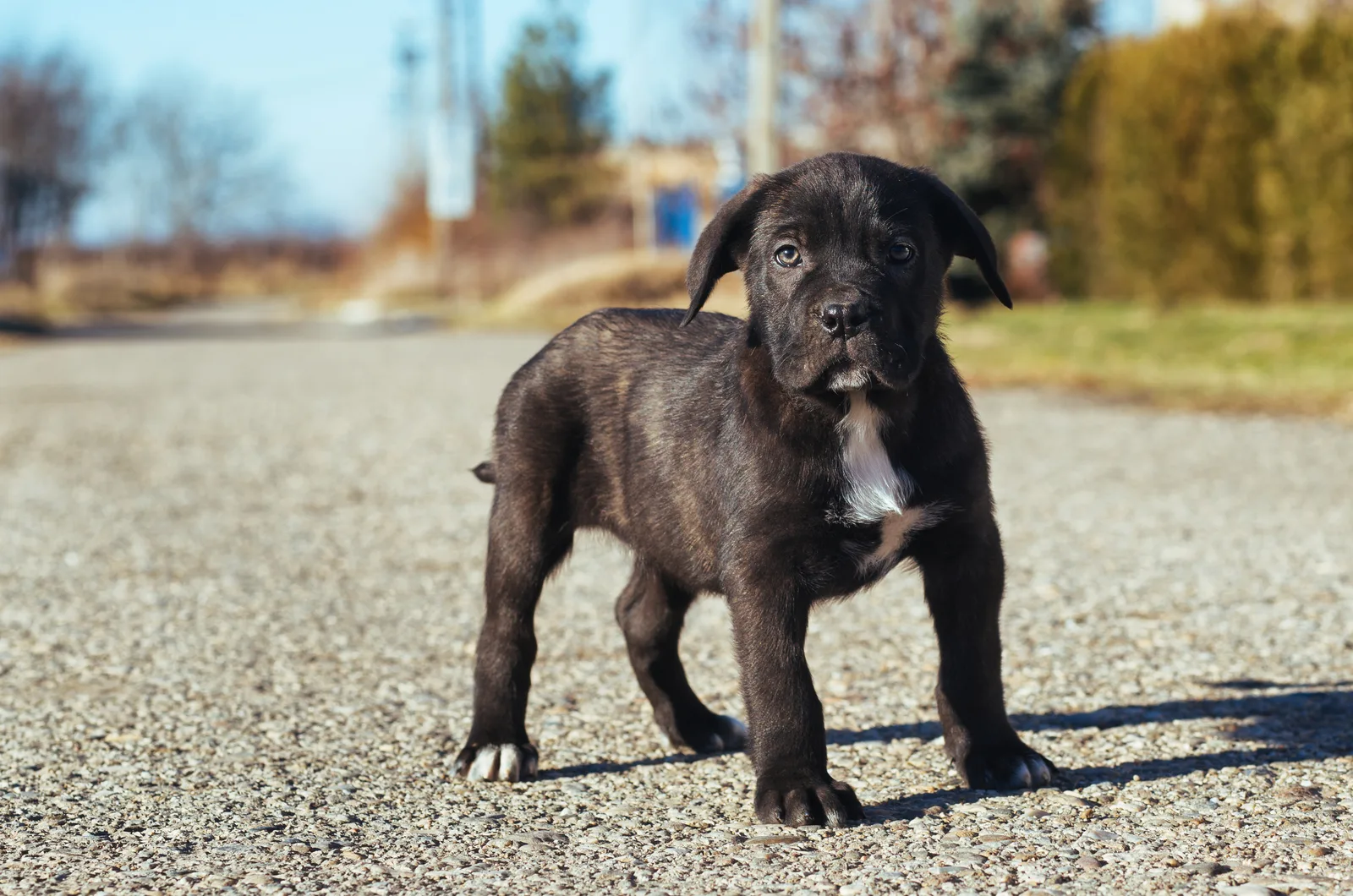 A Cane Corso puppy is standing on the sand