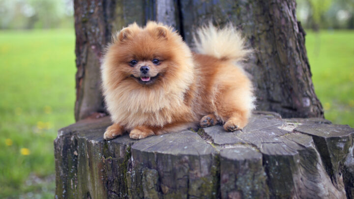 A Complete Guide To 25 Gorgeous Pomeranian Colors