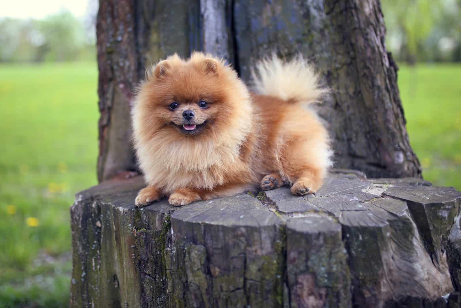 A Complete Guide To 25 Gorgeous Pomeranian Colors